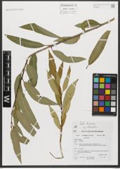 Foto von Salix triandra subsp. triandra L.